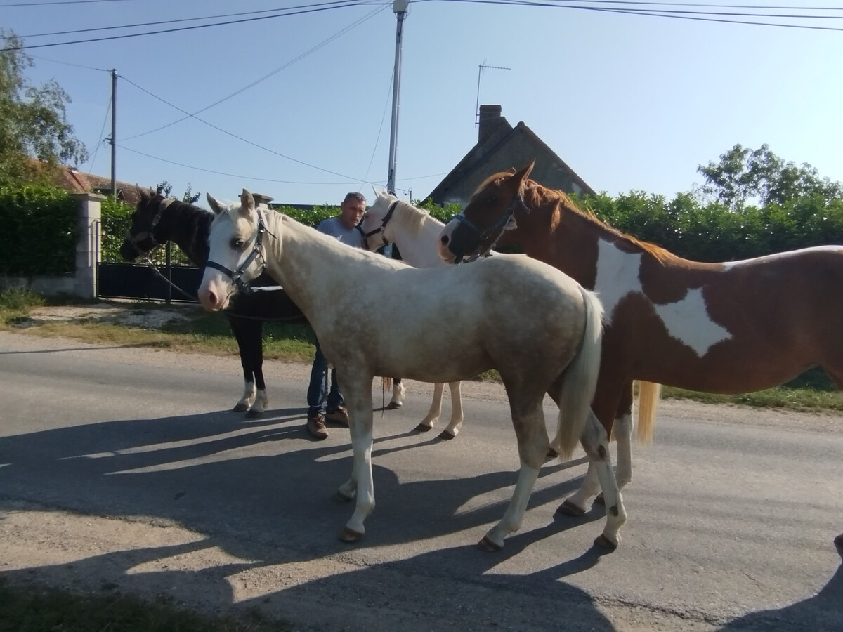 Gîte rural avec box chevaux à Paulnay - Photo 27