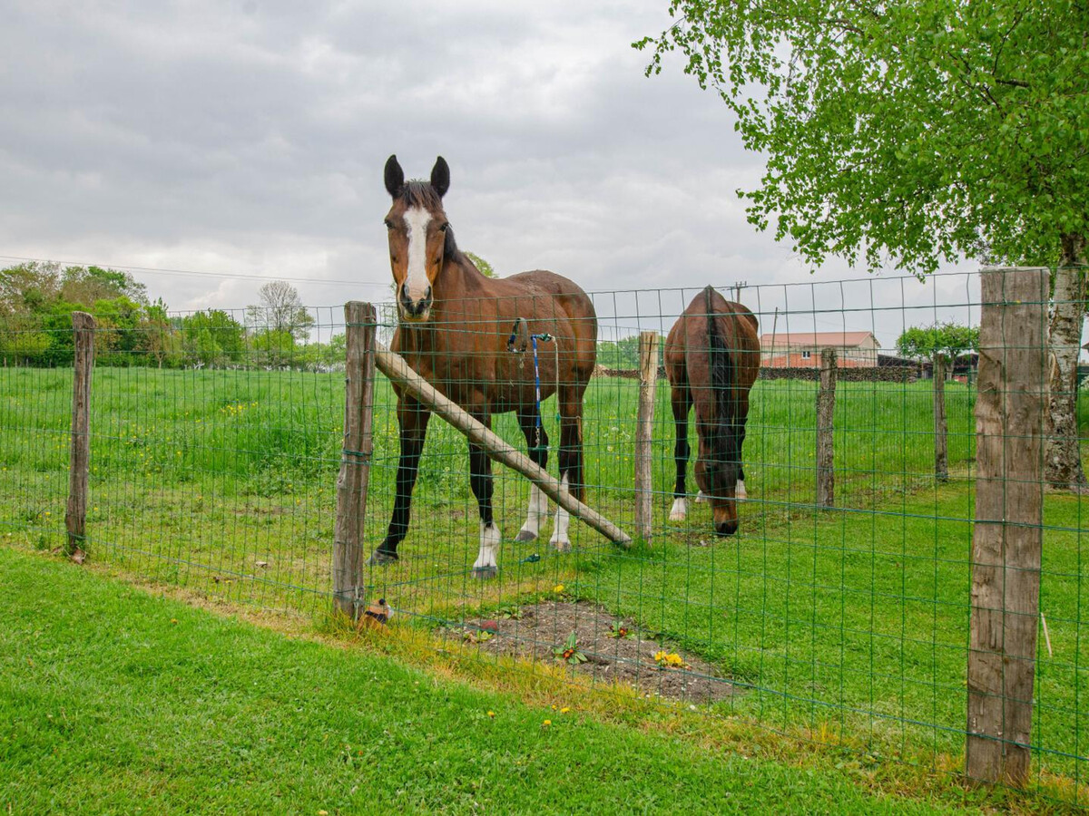 Gîte 12 personnes avec spa et chevaux à Piney - Photo 25