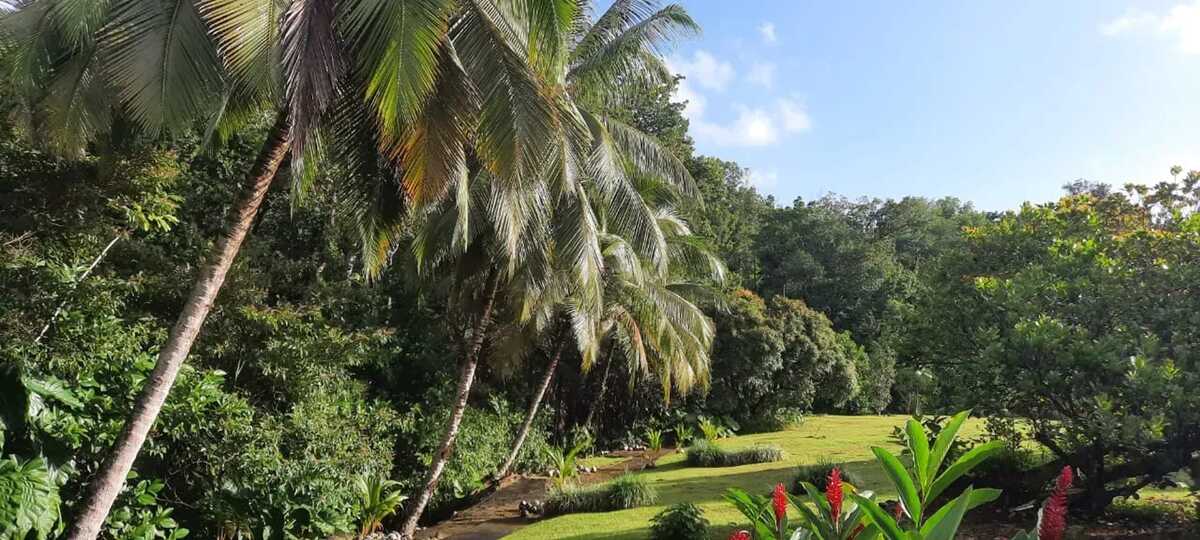 Bungalow 40 m² à Goyave, terrasse et jardin - Photo 13