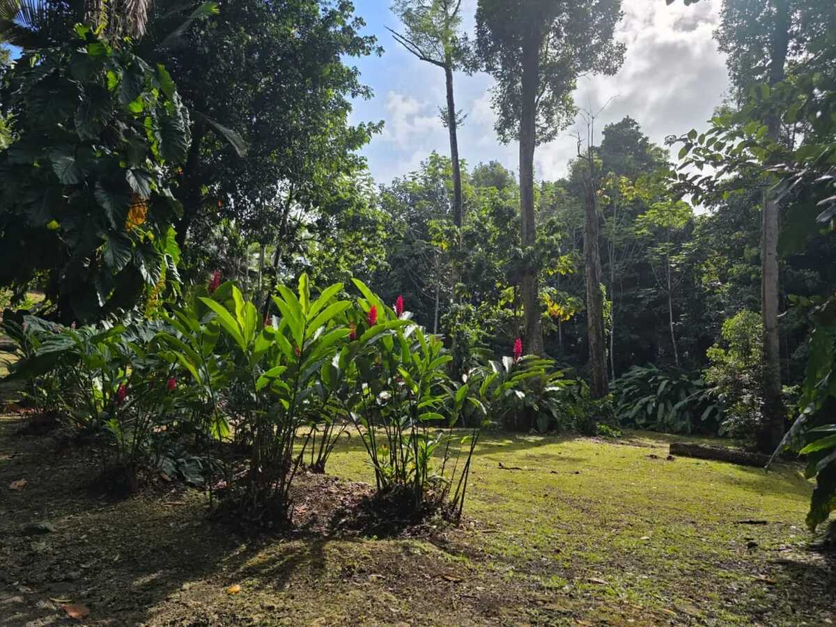 Appartement 50 m² vue montagne et balcon privé à Goyave - Photo 14