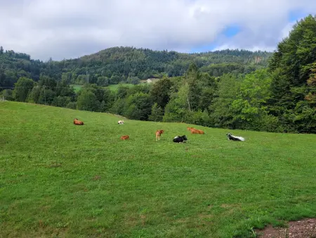 Gîte neuf avec terrasse au Thillot, Hautes-Vosges : photo 22