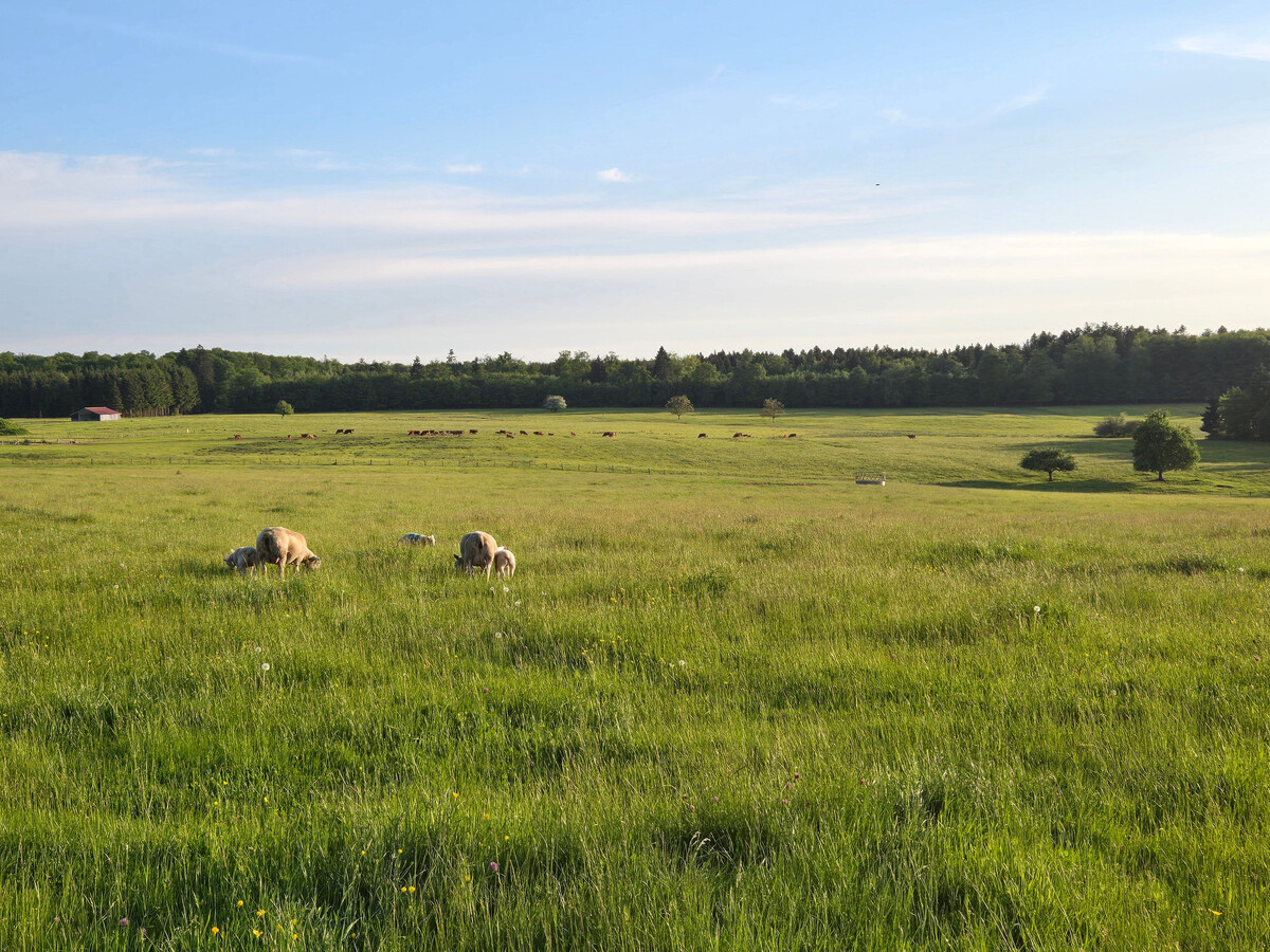 Gîte 4 pers. avec étang privé et animaux acceptés - Photo 19
