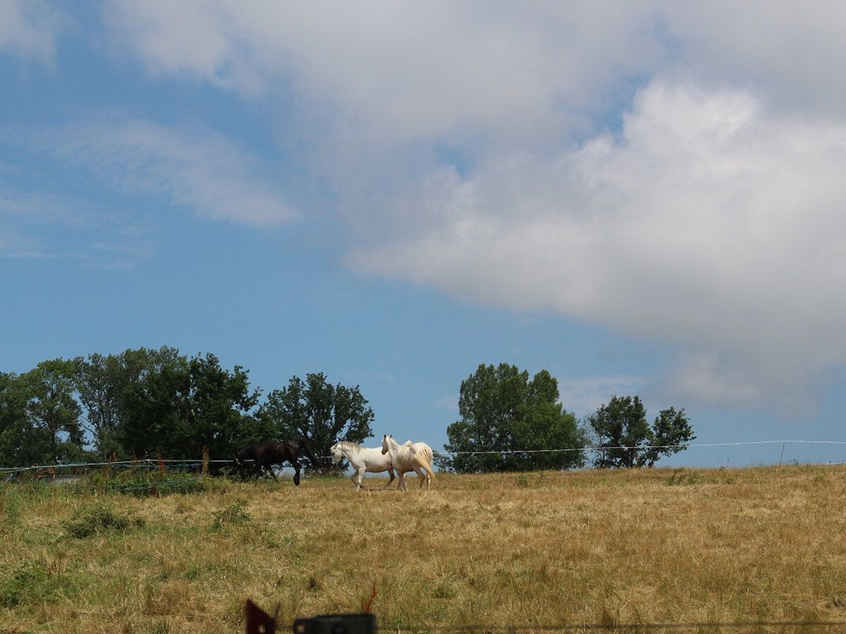 Gîte ferme XIXe avec vue sur les gorges du Doulon - Photo 13