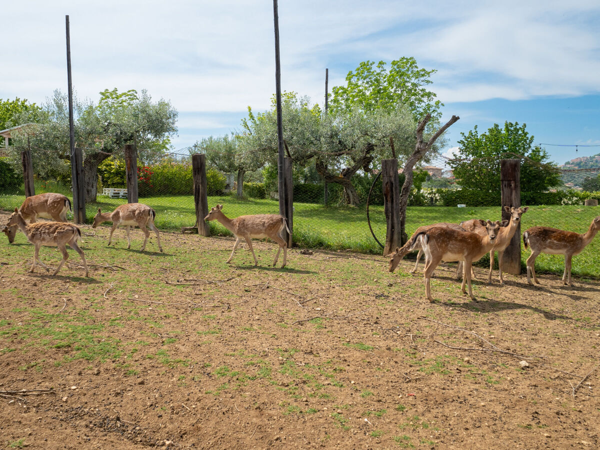 Torretta – Appartement rural à Città Sant'Angelo - Photo 48