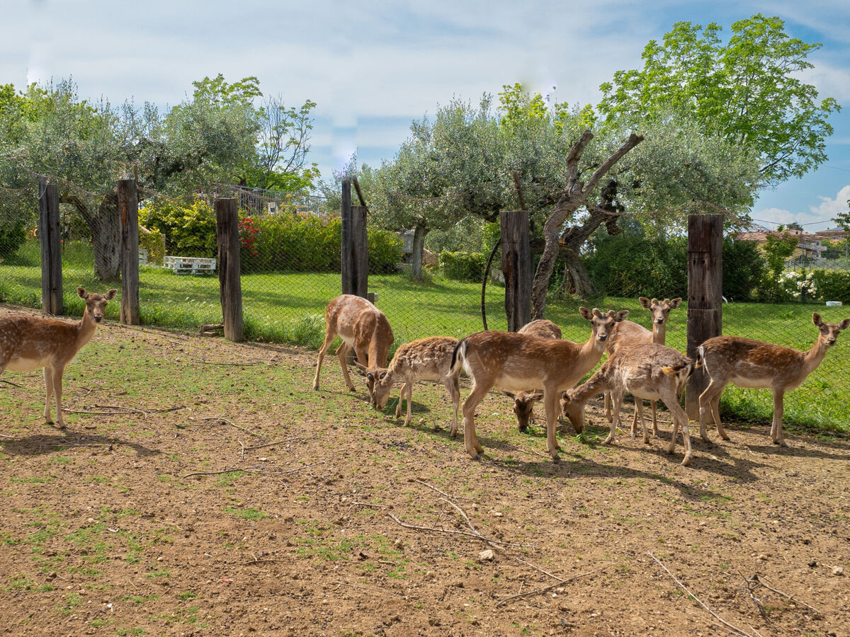 Torretta – Appartement rural à Città Sant'Angelo - Photo 50