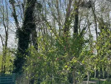 Gîte 6 pers. Rosières-prés-Troyes, jardin clos & animaux OK : photo 20