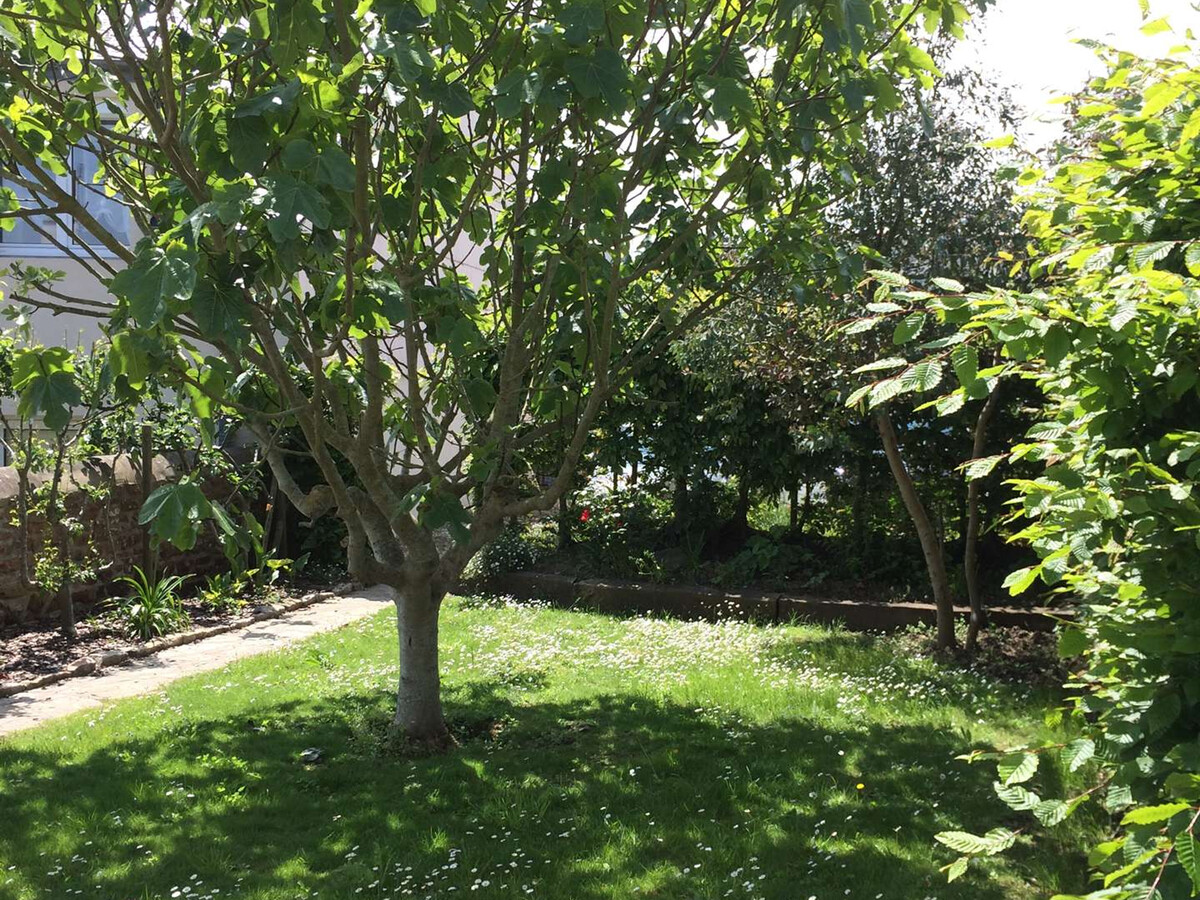 Maison 3 chambres Trégastel avec parking et jardin - Photo 11
