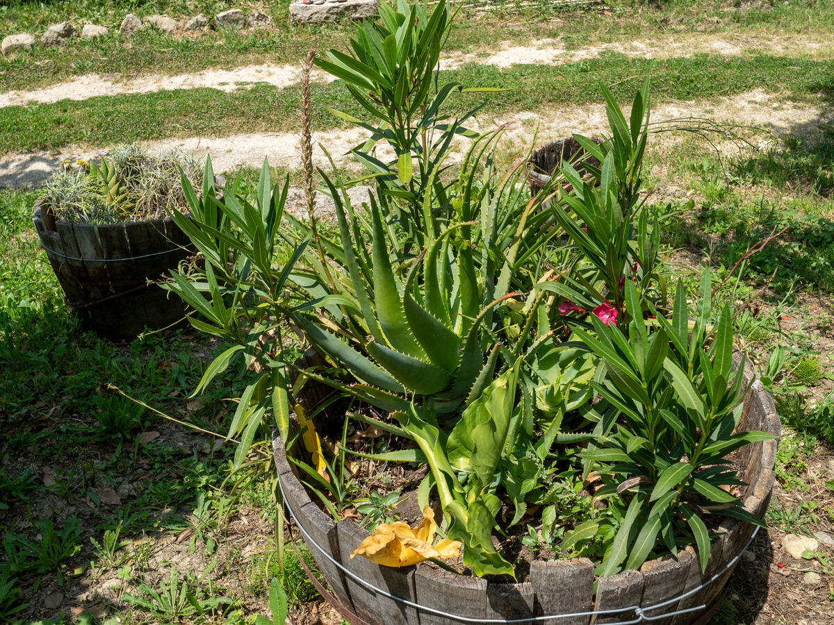 Gîte Nonna Gemma – Forêt et jardin près de Palmoli - Photo 54
