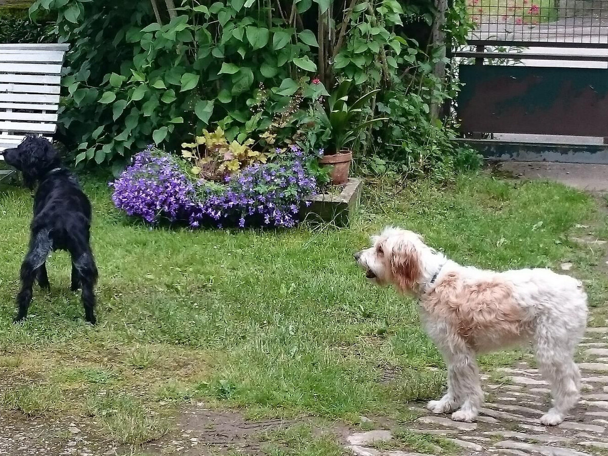 Gîte Les Glycines – 5 pers., jardin, wifi et animaux - Photo 26