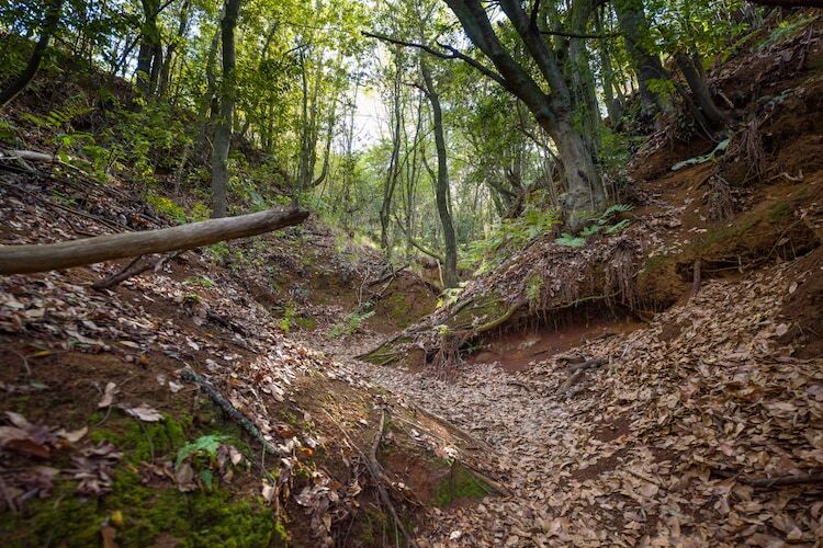 Sombra del Laurel, gîte 6 pers. en forêt de lauriers - Photo 25