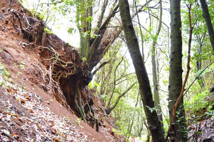 Sombra del Laurel, gîte 6 pers. en forêt de lauriers - Photo 31