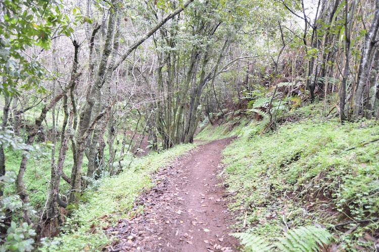 Sombra del Laurel, gîte 6 pers. en forêt de lauriers - Photo 32