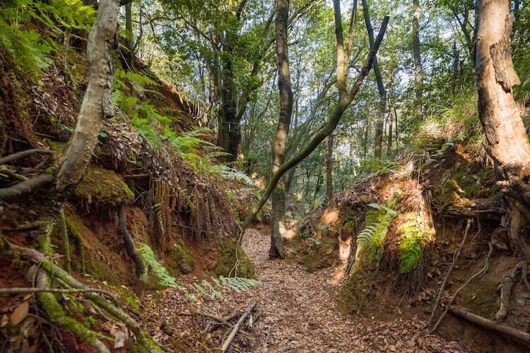 Sombra del Laurel, gîte 6 pers. en forêt de lauriers - Photo 36