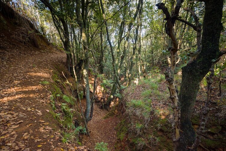 Sombra del Laurel, gîte 6 pers. en forêt de lauriers - Photo 37