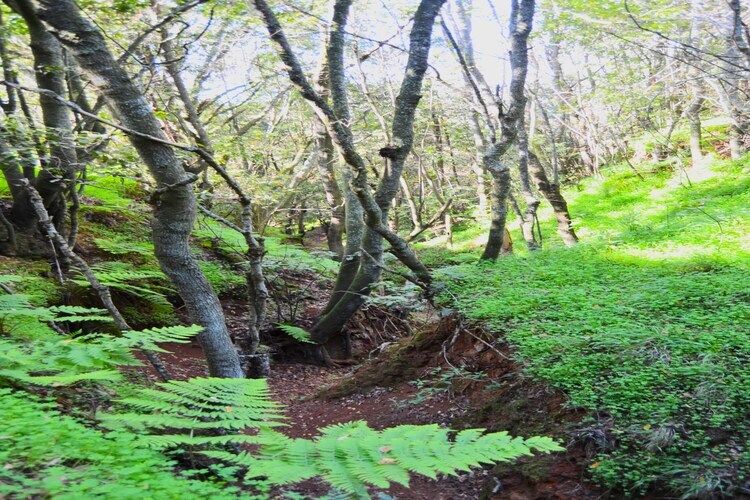 Sombra del Laurel, gîte 6 pers. en forêt de lauriers - Photo 40