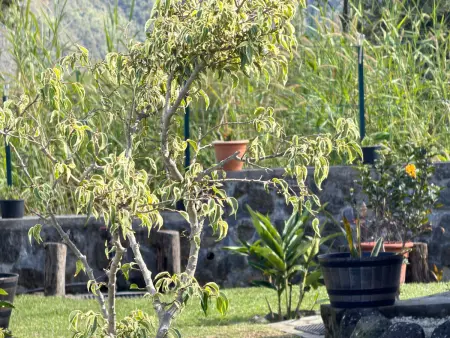 Villa Rosat à Saint-Joseph : 6 pers, accès PMR, terrasse vue : photo 13