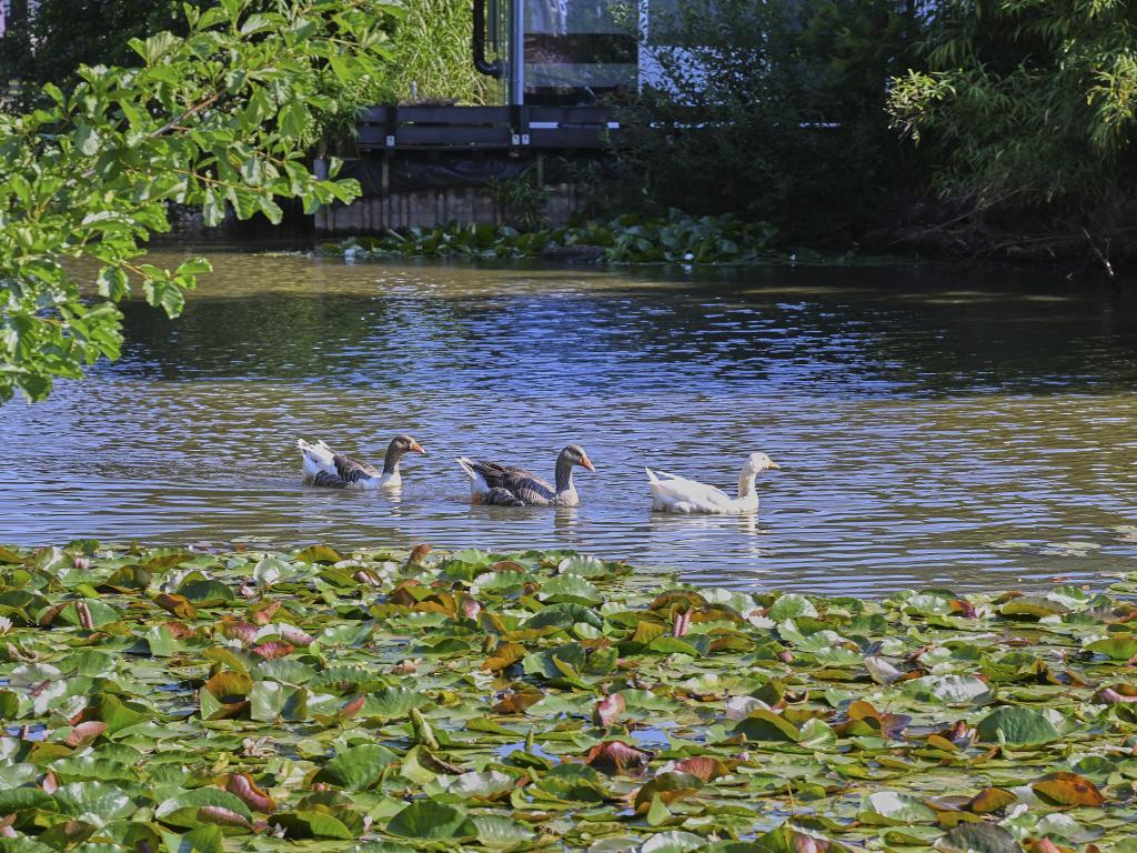 Chalet Ooievaarsnest au bord du lac, à Geel - Photo 29