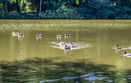 Maison 8 pers. avec étang de pêche privé à Bourbourg : photo 18