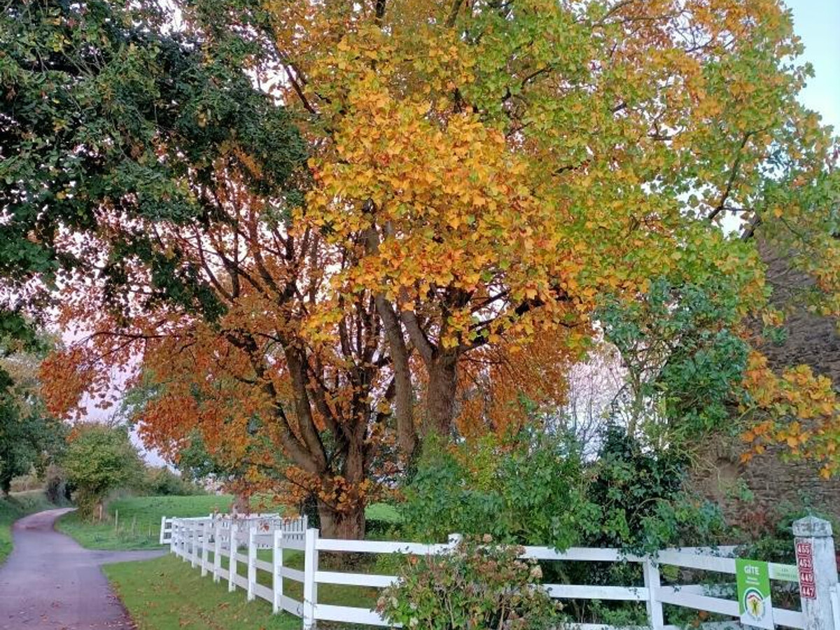 Gîte rural 3 pers. avec jardin clos à Hauteville-la-Guichard - Photo 18