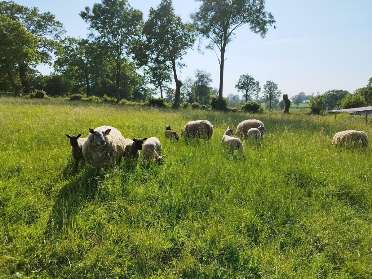 Gîte champêtre 8 pers. avec verger, jeux et animaux acceptés - Photo 19