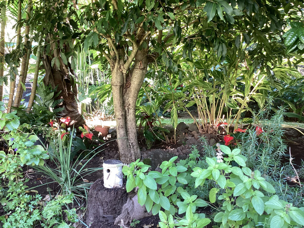 Gîte Jardin des Goyaves - 6 pers, accès randos et sud sauvage - Photo 15