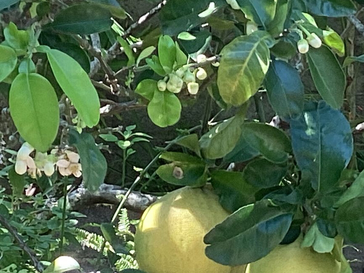 Gîte Jardin des Goyaves - 6 pers, accès randos et sud sauvage - Photo 16