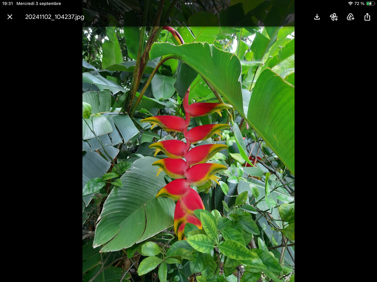Gîte Jardin des Goyaves - 6 pers, accès randos et sud sauvage - Photo 19