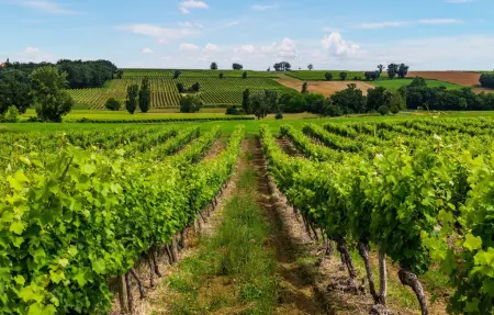 Maison 8 pers. avec piscine et vue sur vignobles : photo 40