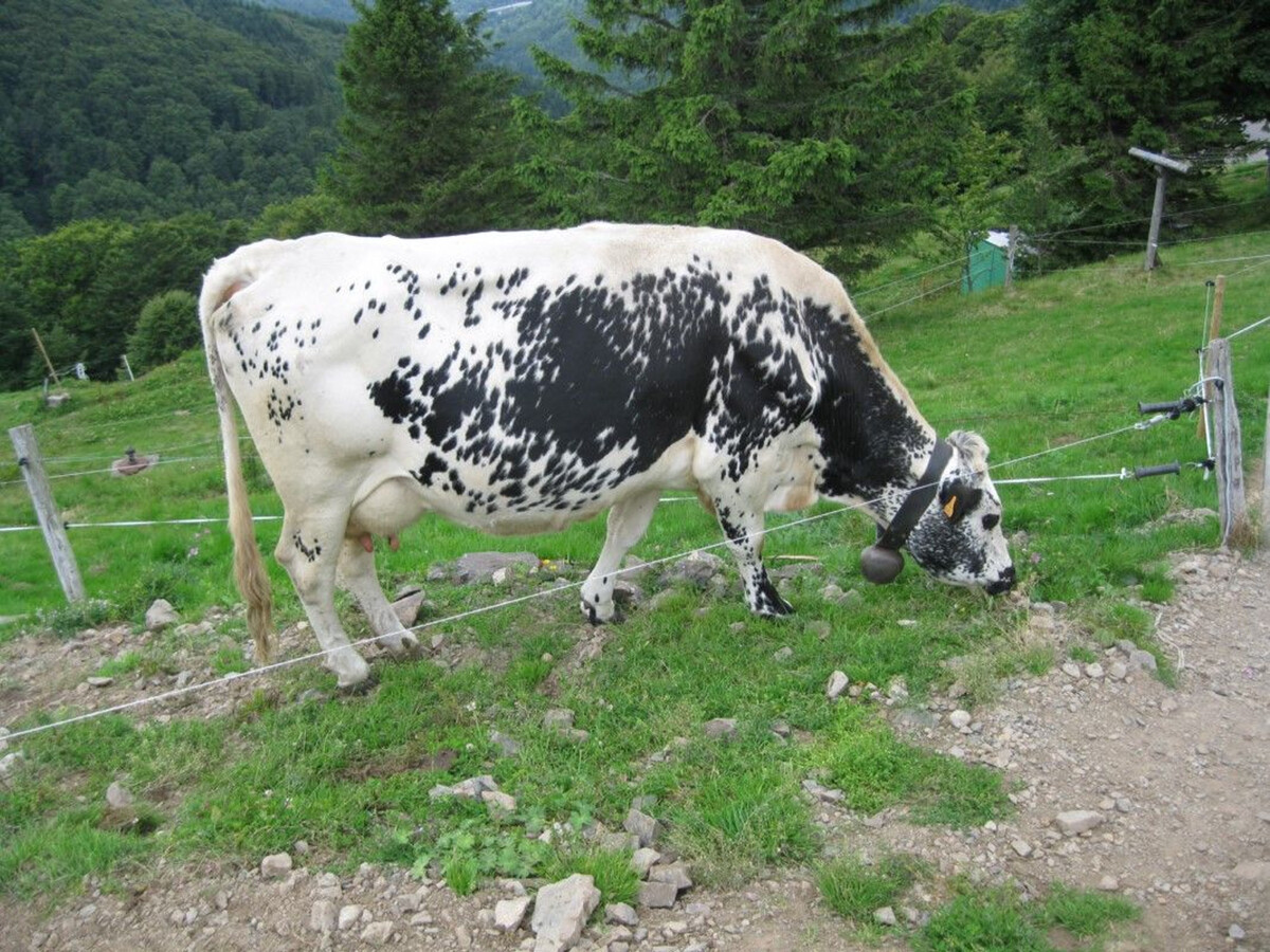 Gîte 4 pers. au cœur des Vosges - Vue montagne - Photo 26