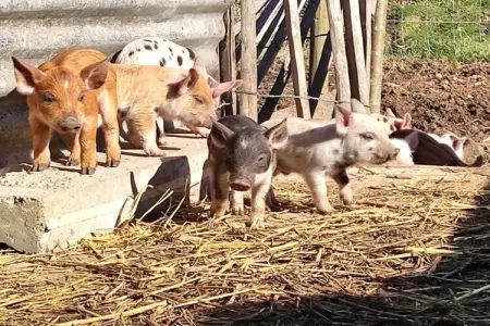 Hol van de vos, Ferme avec four à pizza - Photo 22