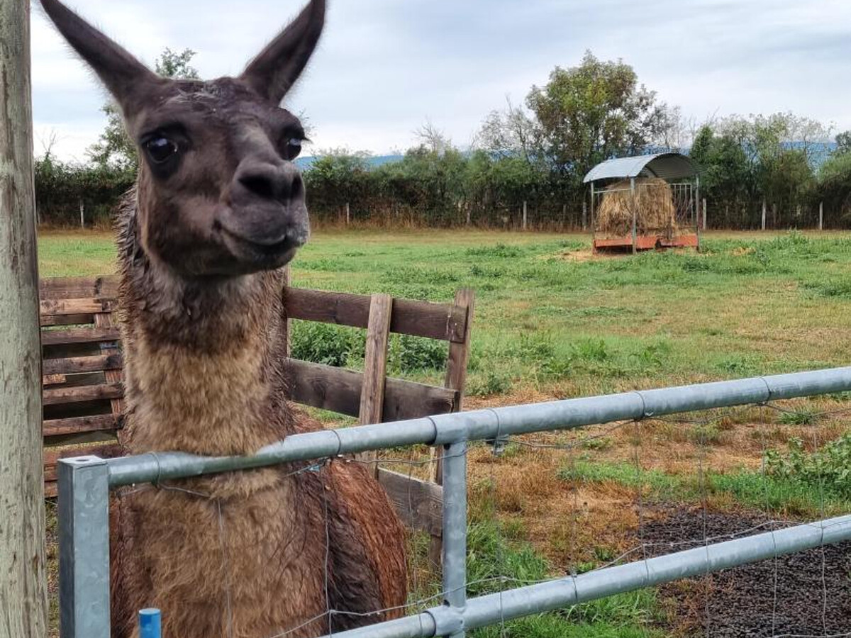 Au Soleil Levant - Gîte 5 pers. avec terrasse et animaux - Photo 28