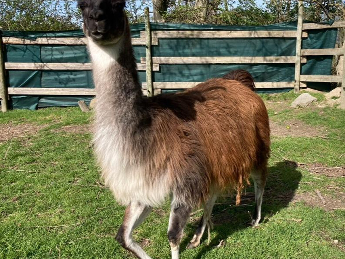 Au Soleil Levant - Gîte 5 pers. avec terrasse et animaux - Photo 30