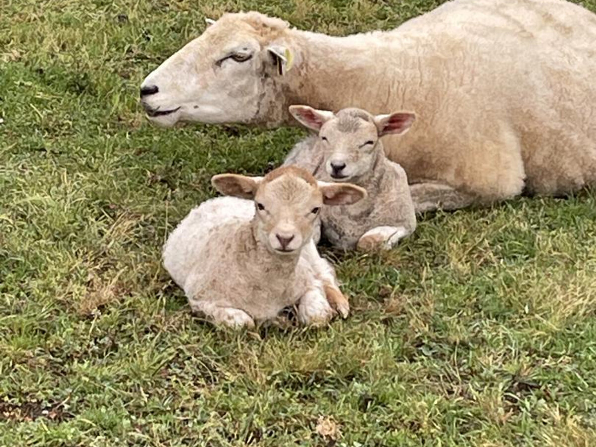 Au Soleil Levant - Gîte 5 pers. avec terrasse et animaux - Photo 31