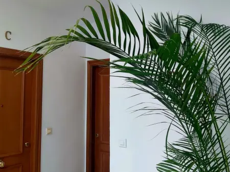 Appartement lumineux Triana, 2 chambres, animaux admis - Photo 20