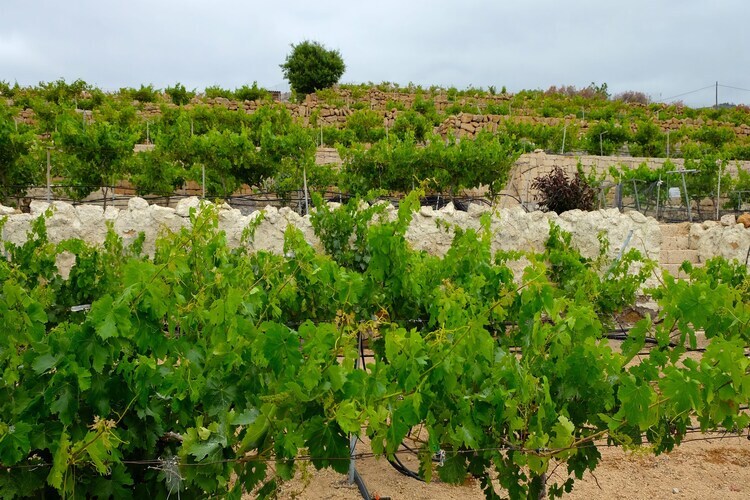 Finca Buenos Aires – Maison vignoble avec piscine chauffée - Photo 24