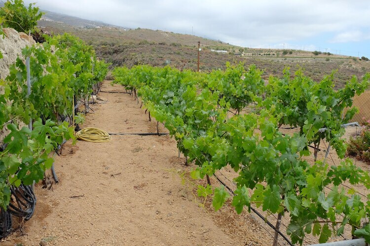 Finca Buenos Aires – Maison vignoble avec piscine chauffée - Photo 25