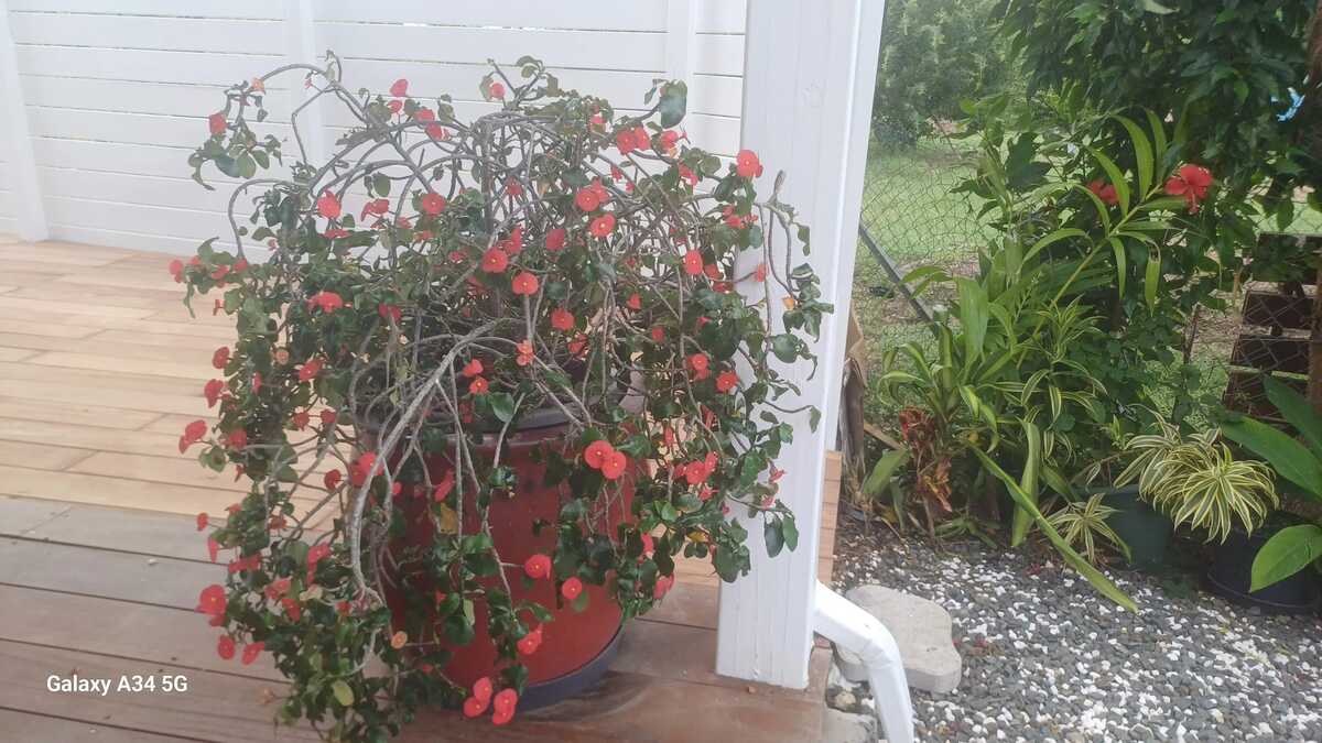 Bungalow 5 pers. à Bouillante, piscine privée toute l'année - Photo 35