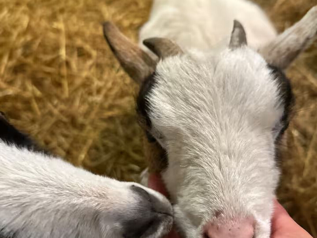 Gîte de charme au Perche avec animaux de la ferme - Photo 14