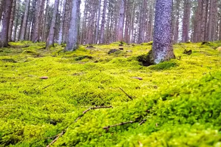 Skjoldenhof, maison 10 personnes avec accès forêt : photo 32