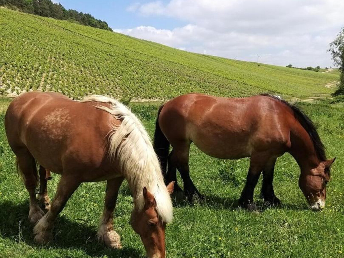 Gîte pour 2 en Champagne avec terrasse et vignoble - Photo 18