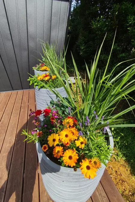 Tiny House Sundancer avec terrasse en forêt : photo 16