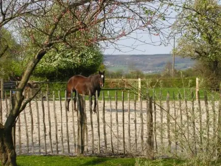 Vue au Jardin : appartement 42 m² à Hombourg, balcon couvert : photo 14