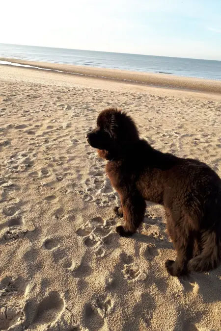 Appartement « Wie zu Hause » avec vue sur la mer à Middelkerke : photo 8