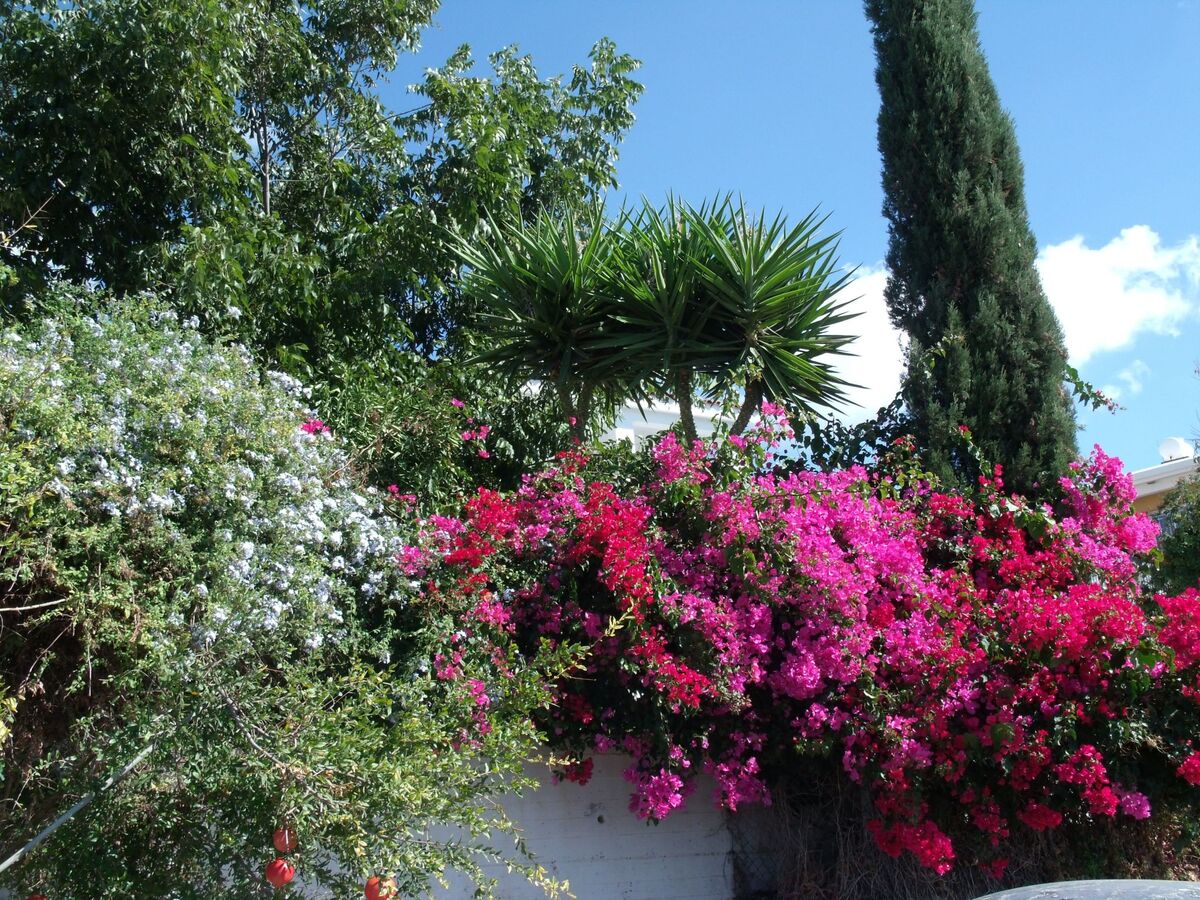 Villa Iptamena à Peyia : vue mer et piscine privée - Photo 8