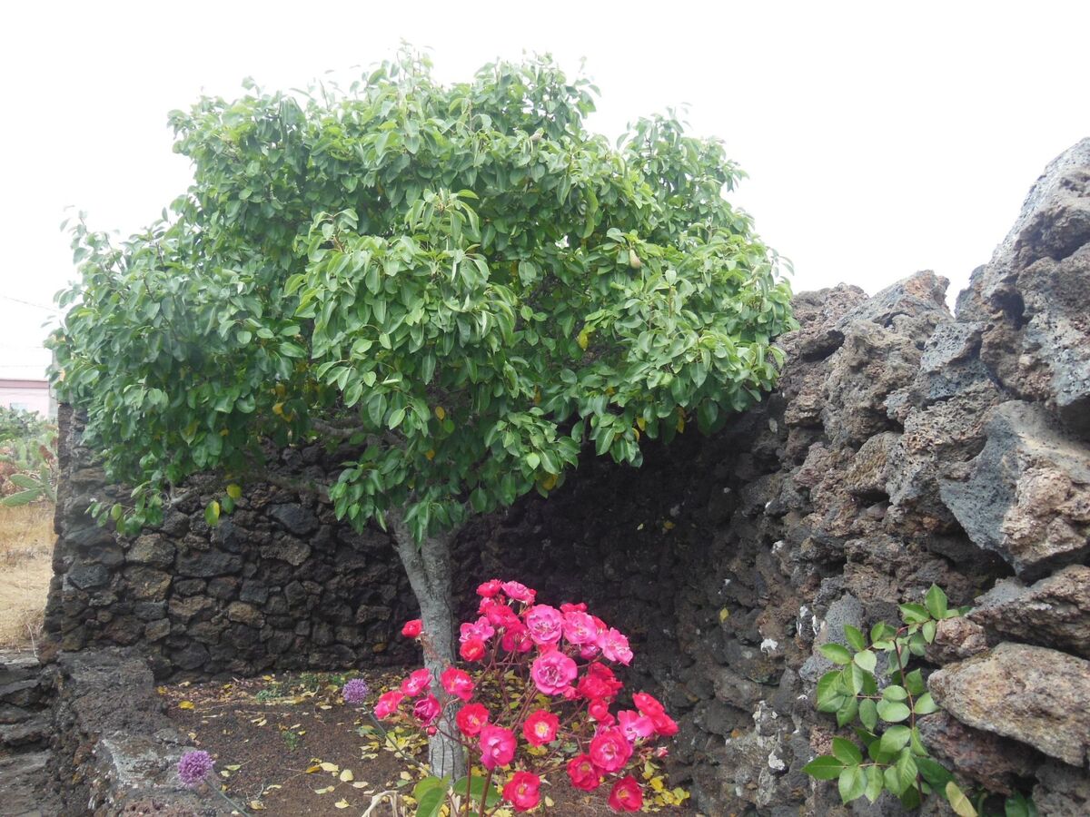 Maison Aborigen Bimbache – Lava et pierres à San Andres - Photo 41