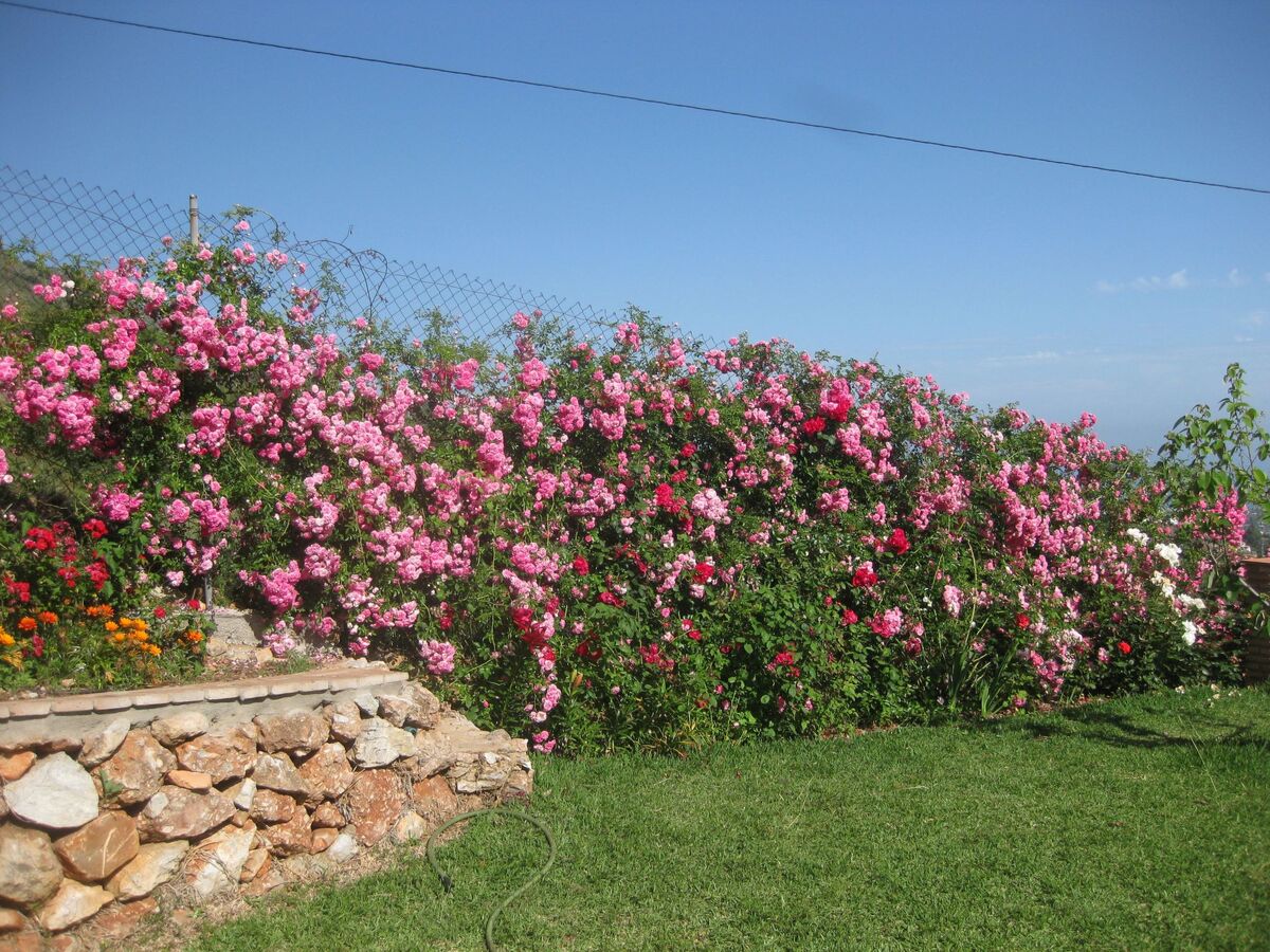 Casa Leo – Maison rurale 6 personnes à Frigiliana - Photo 21