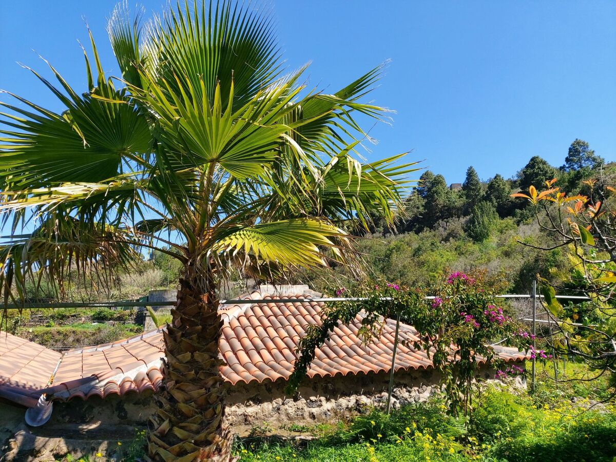 Finca Cueva del Viento à Icod de los Vinos - Photo 35