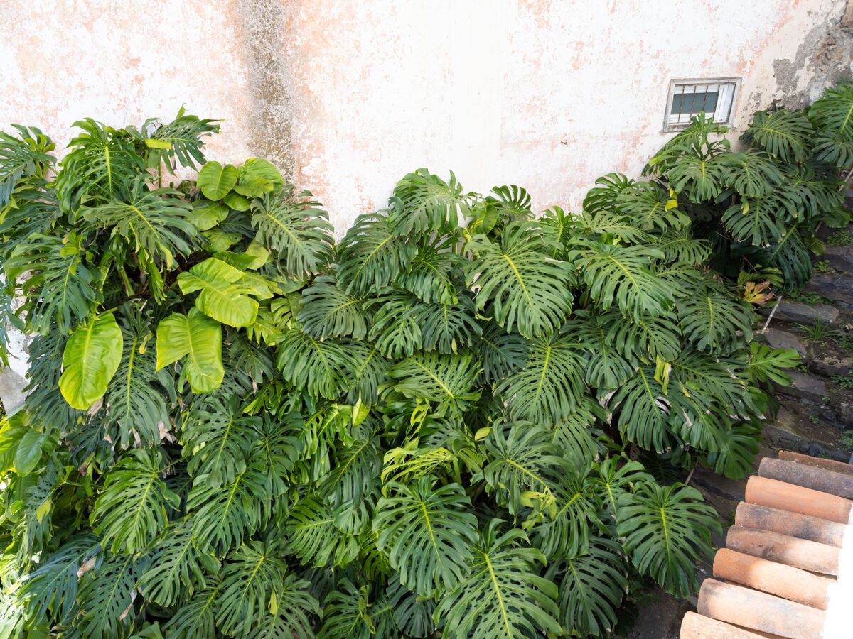 Appartement Choviejo à San Juan de la Rambla - Photo 19