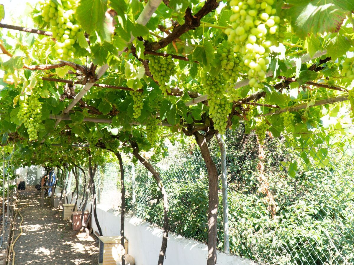Finca Elena – maison canarienne 1946 avec piscine privée à Valsequillo - Photo 38