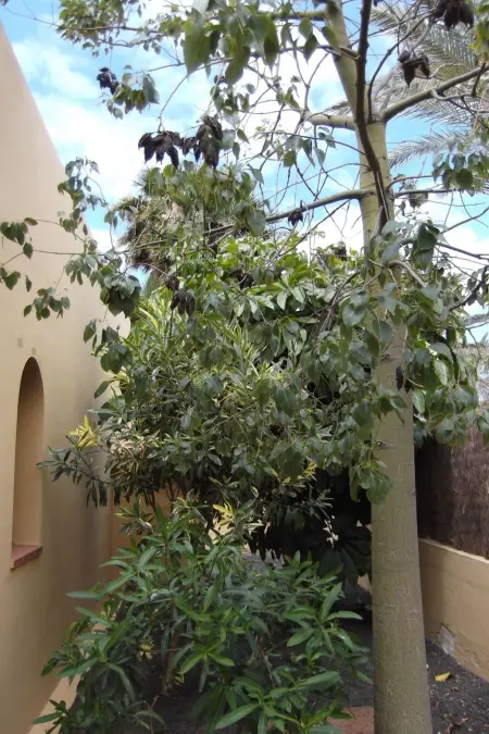 Ferienvilla Marvida, Maison 6 personnes à Corralejo - Photo 23